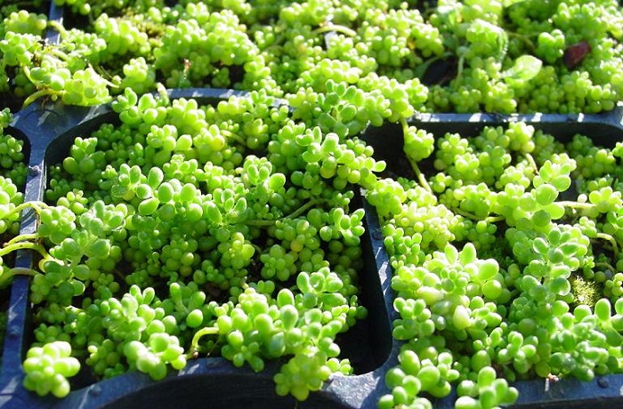 Sedum micranthemum